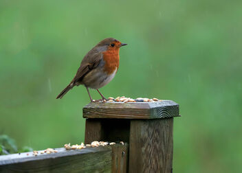 Robin you bring joy and comfort - image #502819 gratis
